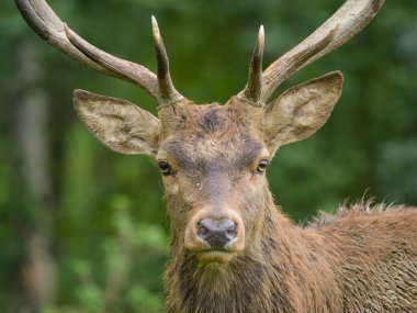 Parktaki bir geyiğin portresi, sonbaharda bulutlu bir gün (Avusturya)