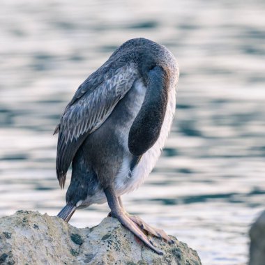 Denize sıfır, Hırvatistan bir kayanın üzerine oturmuş bir ortak olgunlaşmamış karabatak (Phalacrocorax aristotelis)