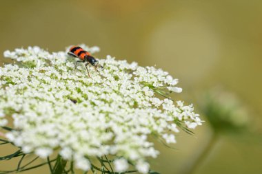 Kareli bir böcek (Trichodes apiarius) beyaz bir umbellifer üzerinde oturuyor, yazın güneşli bir gün, Viyana (Avusturya))