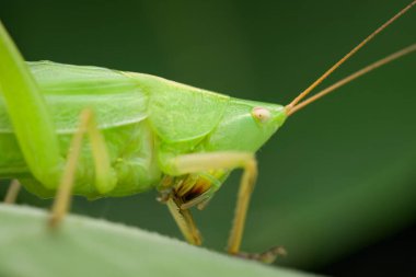 Yazın Viyana 'da bir yaprağın üzerinde oturan (Avusturya) koni başlı çekirge portresi (Ruspolia nitidula))
