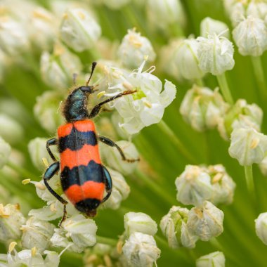 Kareli bir böcek (Trichodes apiarius) beyaz bir umbellifer üzerinde oturuyor, yazın güneşli bir gün, Viyana (Avusturya))