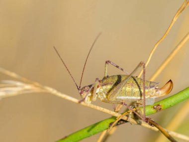 Yeşil bir çekirge (Leptophyes albovittata) yazın Viyana 'da güneşli bir günde bir bitkinin üzerinde oturmaktadır (Avusturya)