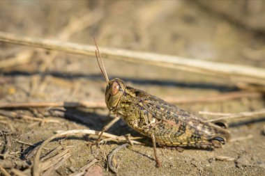 Bir İtalyan çekirgesi (Calliptamus italicus) yazın güneşli bir günü, Viyana 'da yerde dinlenmektedir (Avusturya).)