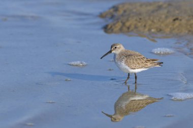 Geniş gagalı bir Sandpiper suda yürüyor, ilkbaharda güneşli bir sabah, Camargue (Fransa)