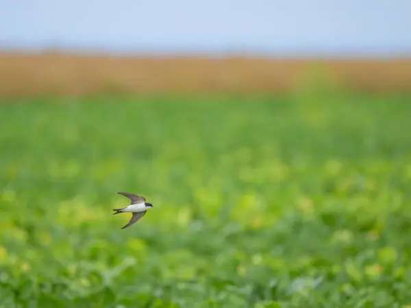 A Common House Martin flying low over a green field, summer in northern France