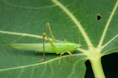 Yazın Viyana 'da bir yaprağın üzerinde oturan (Avusturya) koni başlı çekirge portresi (Ruspolia nitidula))