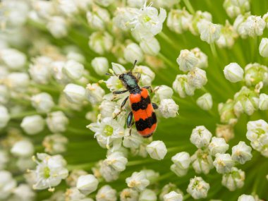 Kareli bir böcek (Trichodes apiarius) beyaz bir umbellifer üzerinde oturuyor, yazın güneşli bir gün, Viyana (Avusturya))