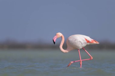 Suda yürüyen ve yiyecek arayan bir Büyük Flamingo, ilkbaharda güneşli bir sabah, Camargue (Provence, Fransa)