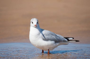 Siyah başlı bir martı (Chroicocephalus ridibundus), Fransa 'nın kuzeyinde yazın güneşli bir günde, bir su birikintisinde yıkanır.