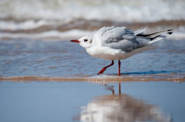 Siyah başlı bir martı (Chroicocephalus ridibundus), kuzey Fransa 'da yazın güneşli bir günde sahilde yürür.