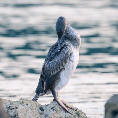 Denize sıfır, Hırvatistan bir kayanın üzerine oturmuş bir ortak olgunlaşmamış karabatak (Phalacrocorax aristotelis)