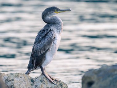 Denize sıfır, Hırvatistan bir kayanın üzerine oturmuş bir ortak olgunlaşmamış karabatak (Phalacrocorax aristotelis)