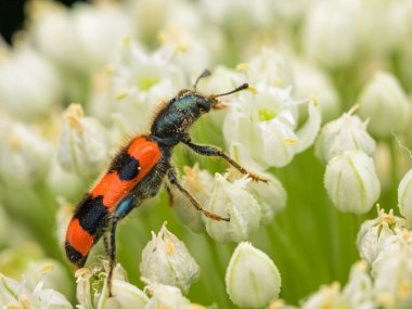 Kareli bir böcek (Trichodes apiarius) beyaz bir umbellifer üzerinde oturuyor, yazın güneşli bir gün, Viyana (Avusturya))