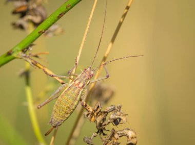 Yeşil bir çekirge (Leptophyes albovittata) yazın Viyana 'da güneşli bir günde bir bitkinin üzerinde oturmaktadır (Avusturya)