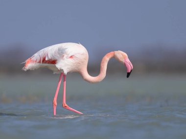 Suda yürüyen ve yiyecek arayan bir Büyük Flamingo, ilkbaharda güneşli bir sabah, Camargue (Provence, Fransa)