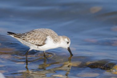 Deniz kıyısında koşan bir Sanderling, ilkbaharın başlarında güneşli bir gün, Camargue (Fransa))