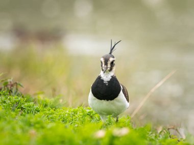 Kuzey kanadı (Vanellus vanellus) bir göletin yakınındaki bir çayırda (Isonzo, İtalya))