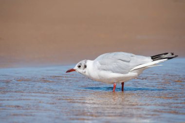 Siyah başlı bir martı (Chroicocephalus ridibundus), Fransa 'nın kuzeyinde yazın güneşli bir günde, bir su birikintisinde yıkanır.