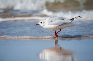 Siyah başlı bir martı (Chroicocephalus ridibundus), kuzey Fransa 'da yazın güneşli bir günde sahilde yürür.