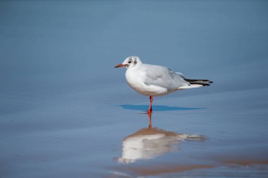 Siyah başlı bir martı (Chroicocephalus ridibundus) Kuzey Fransa 'da yazın güneşli bir günde, bir su birikintisinde sahilde durur.