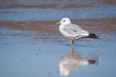 Kuzey Fransa 'da yazın güneşli bir günde sahilde duran sıradan bir martı (Larus canus).