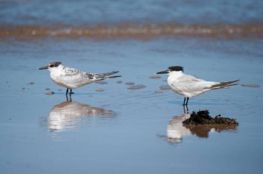 Sahilde duran bir sandviç kabuğu, suda yansıma, yazın güneşli bir gün, kuzey Fransa