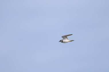 Kumsalda uçan küçük bir Halkalı Plover, yazın güneşli bir gün, mavi gökyüzü, kuzey Fransa