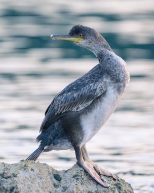 Denize sıfır, Hırvatistan bir kayanın üzerine oturmuş bir ortak olgunlaşmamış karabatak (Phalacrocorax aristotelis)
