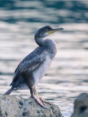 Denize sıfır, Hırvatistan bir kayanın üzerine oturmuş bir ortak olgunlaşmamış karabatak (Phalacrocorax aristotelis)