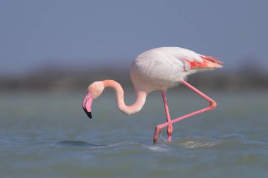 Suda yürüyen ve yiyecek arayan bir Büyük Flamingo, ilkbaharda güneşli bir sabah, Camargue (Provence, Fransa)