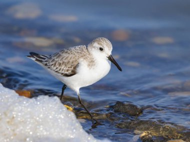 Deniz kıyısında koşan bir Sanderling, ilkbaharın başlarında güneşli bir gün, Camargue (Fransa))