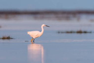 Küçük balıkçıl (Egretta garzetta) gün doğumunda suda yürüyor (Grado, İtalya))