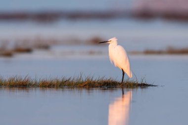Küçük balıkçıl (Egretta garzetta) gün doğumunda suda yürüyor (Grado, İtalya))