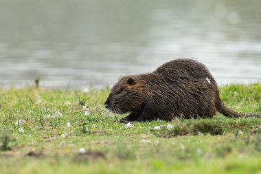 Su kenarında yürüyen ve yiyecek arayan bir besleyici (Myocastor coypus).)