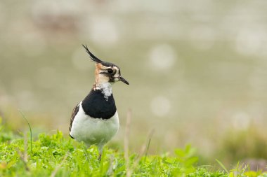 Kuzey kanadı (Vanellus vanellus) bir göletin yakınındaki bir çayırda (Isonzo, İtalya))