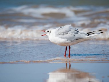 Siyah başlı bir martı (Chroicocephalus ridibundus), kuzey Fransa 'da yazın güneşli bir günde sahilde yürür.