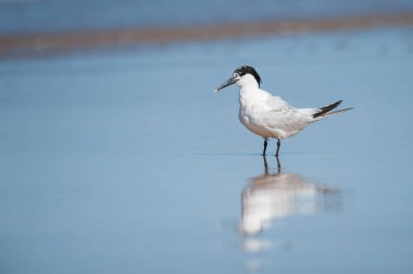 Sahilde duran bir sandviç kabuğu, suda yansıma, yazın güneşli bir gün, kuzey Fransa