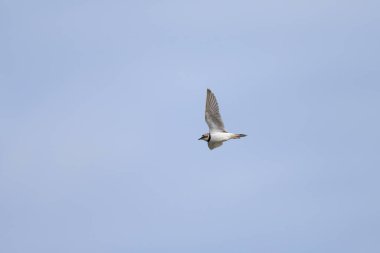 Kumsalda uçan küçük bir Halkalı Plover, yazın güneşli bir gün, mavi gökyüzü, kuzey Fransa
