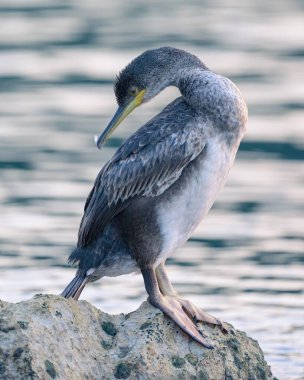 Denize sıfır, Hırvatistan bir kayanın üzerine oturmuş bir ortak olgunlaşmamış karabatak (Phalacrocorax aristotelis)