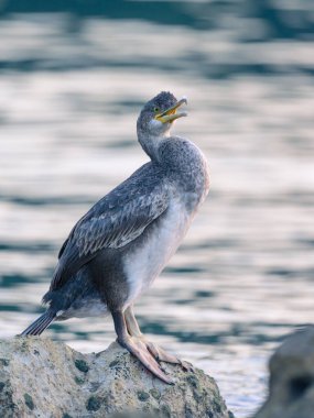 Denize sıfır, Hırvatistan bir kayanın üzerine oturmuş bir ortak olgunlaşmamış karabatak (Phalacrocorax aristotelis)