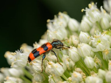 Kareli bir böcek (Trichodes apiarius) beyaz bir umbellifer üzerinde oturuyor, yazın güneşli bir gün, Viyana (Avusturya))