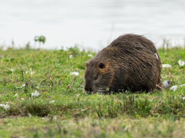 Su kenarında yürüyen ve yiyecek arayan bir besleyici (Myocastor coypus).)