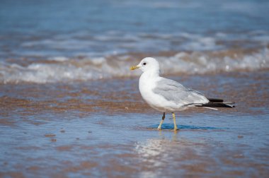 Kuzey Fransa 'da yazın güneşli bir günde sahilde duran sıradan bir martı (Larus canus).