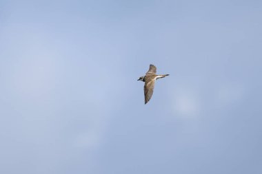 Kumsalda uçan küçük bir Halkalı Plover, yazın güneşli bir gün, mavi gökyüzü, kuzey Fransa