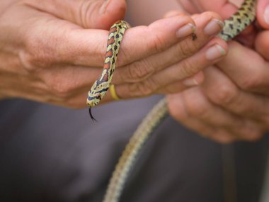 Hırvatistan 'da çok genç bir leopar yılanı (Zamenis situla) bir elde, sonbaharda