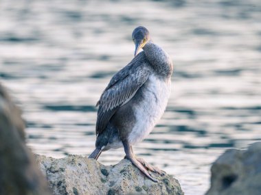 Denize sıfır, Hırvatistan bir kayanın üzerine oturmuş bir ortak olgunlaşmamış karabatak (Phalacrocorax aristotelis)