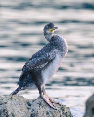 Denize sıfır, Hırvatistan bir kayanın üzerine oturmuş bir ortak olgunlaşmamış karabatak (Phalacrocorax aristotelis)