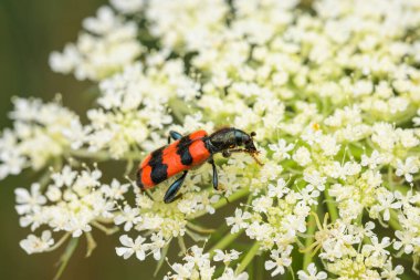 Kareli bir böcek (Trichodes apiarius) beyaz bir umbellifer üzerinde oturuyor, yazın güneşli bir gün, Viyana (Avusturya))