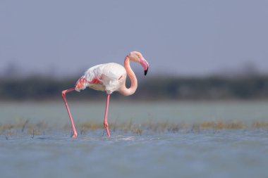 Suda yürüyen ve yiyecek arayan bir Büyük Flamingo, ilkbaharda güneşli bir sabah, Camargue (Provence, Fransa)