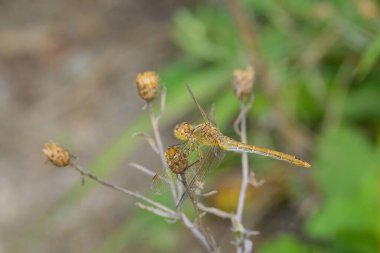 Serseri bir yusufçuk yazın güneşli bir gününde bir bitkinin üzerinde dinleniyor, Viyana 'da (Avusturya))